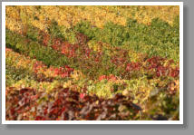 Weingebiet im Herbst - Unterfranken - Deutschland