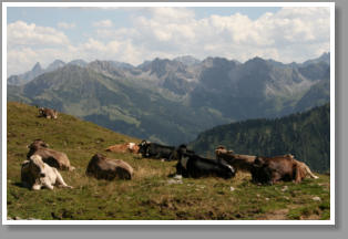 Rinder in den Alpen - Hoher Ifen - Österreich